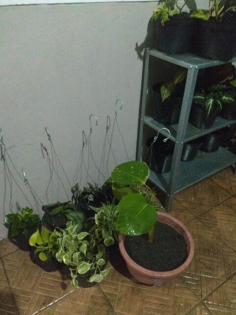 Promo!! 6 Pot Gantung Ukuran 17-18cm - Pot Gantung - Tanaman Gantung - Pot Plastik