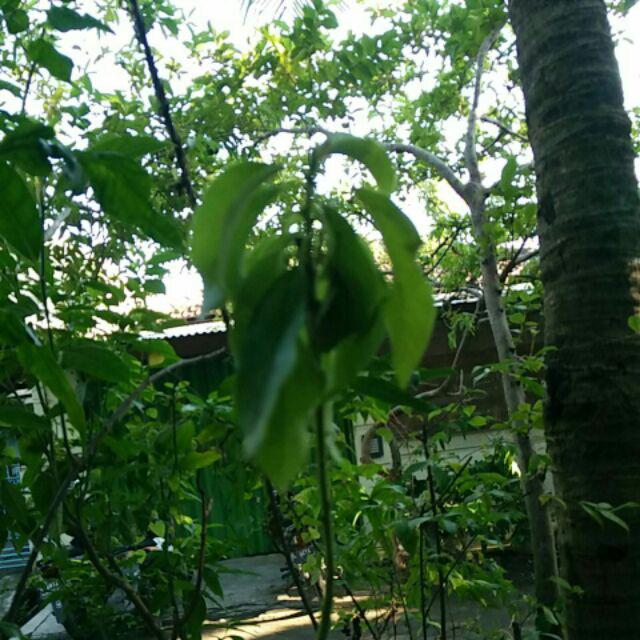 Termurah/ Paling Murah Pakettt 3batang Bibit Tanaman Buah Alpukat Lam Hass