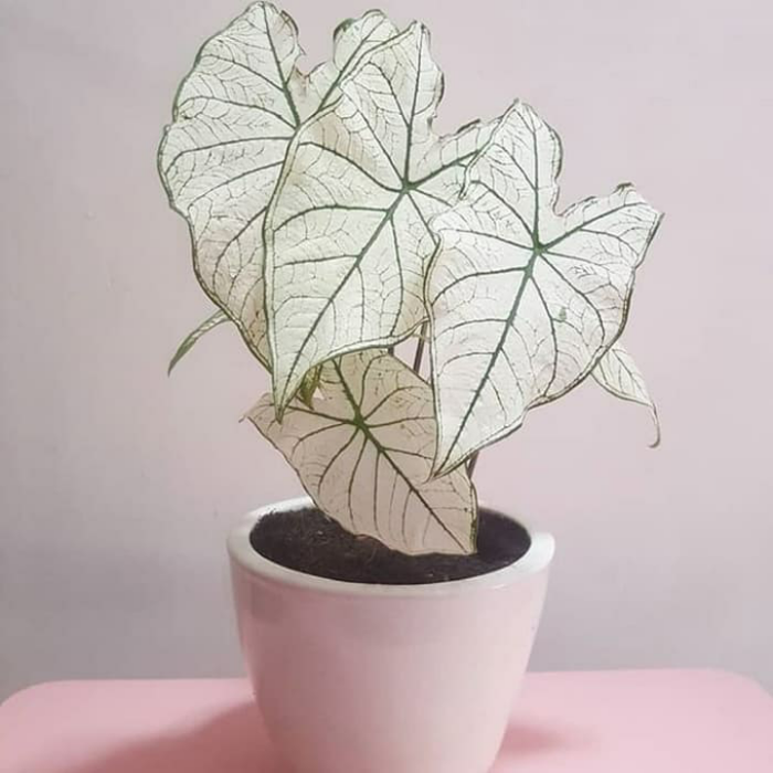 Tanaman Hias Caladium Caladium Putih Shopee Indonesia