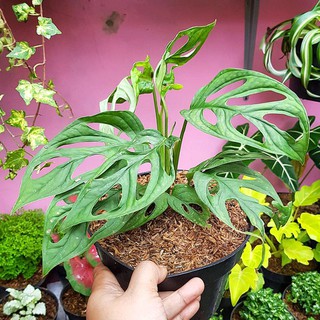 Bibit Tanaman  Monstera Obliqua Philodendron Monstrea Daun 