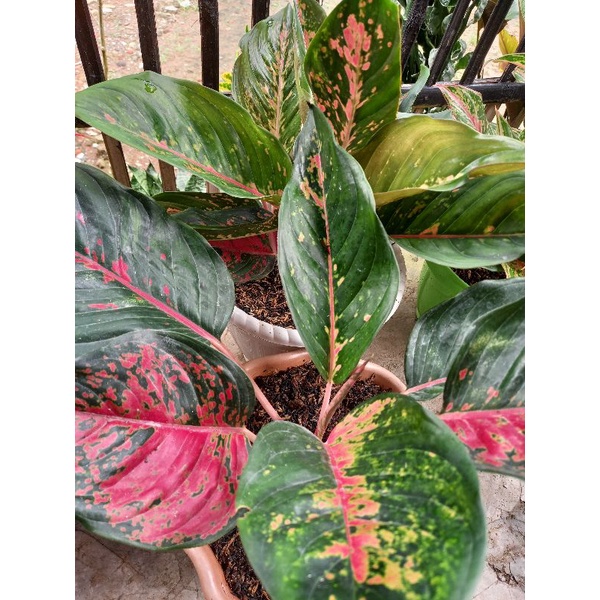 Aglonema camelon murah