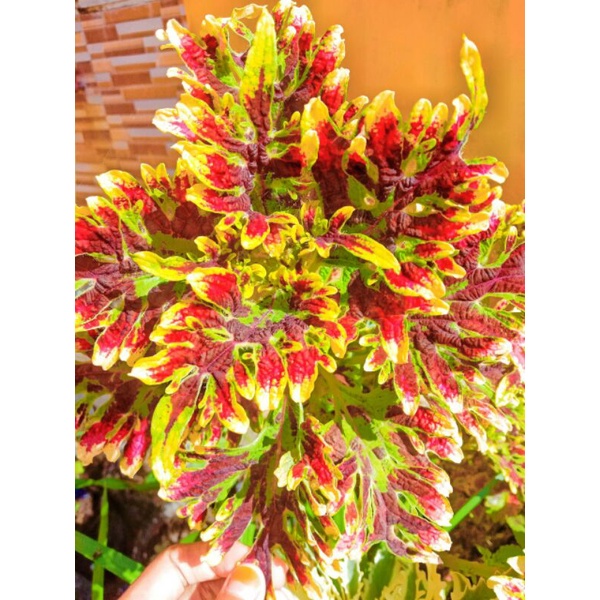 COD miana berakar premium iler batik jawer kotok