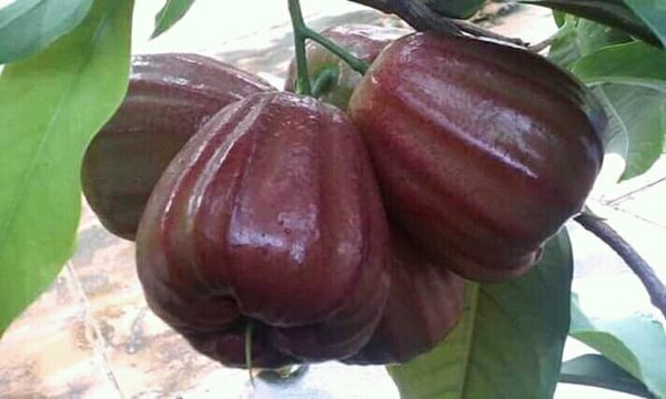 BIBIT JAMBU AIR MUTIARA HITAM