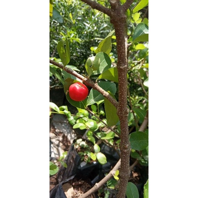 sianci / cerry barbados