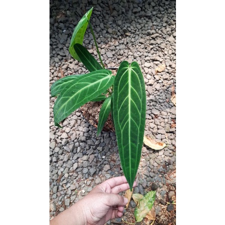 Anthurium Lidah Gajah - Anthurium Warocqueanum