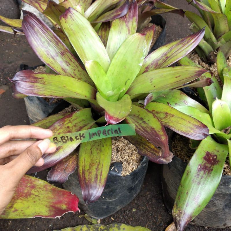 BROMELIA BLACK IMPERIAL