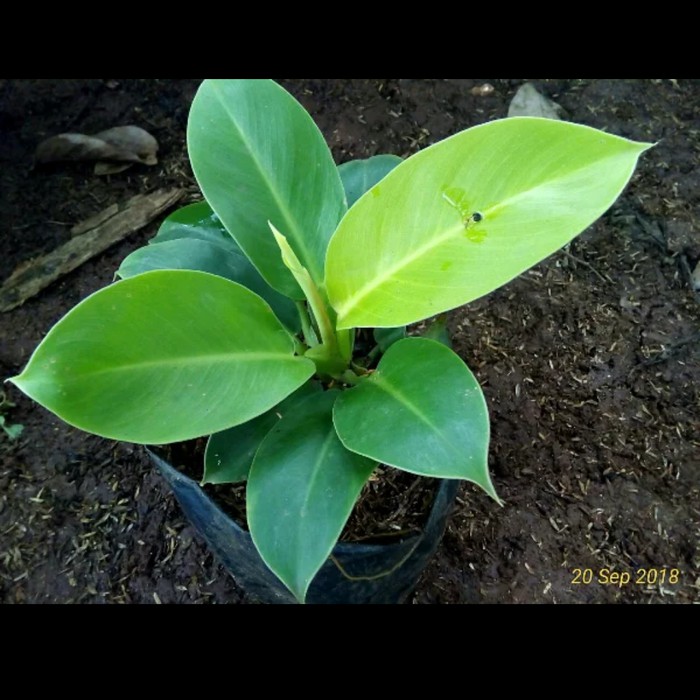 Pusat tanaman philodendron lemon - karet kuning -