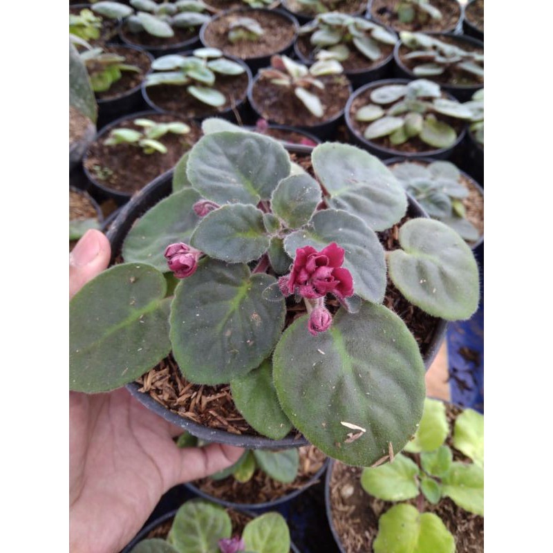 Tanaman Hias Bunga Violces Merah/Begonia Violces merah