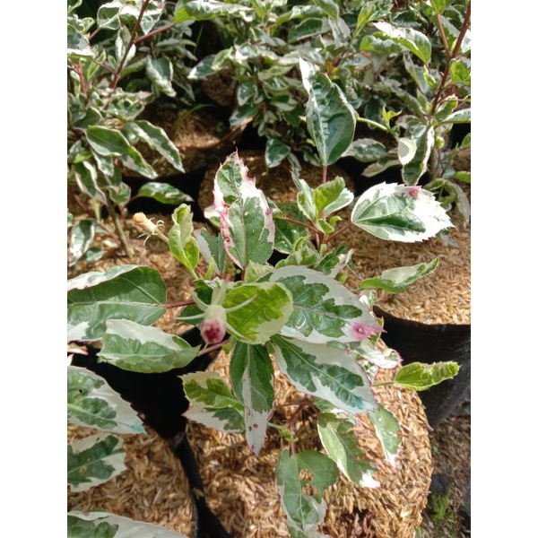 bunga sepatu varigata