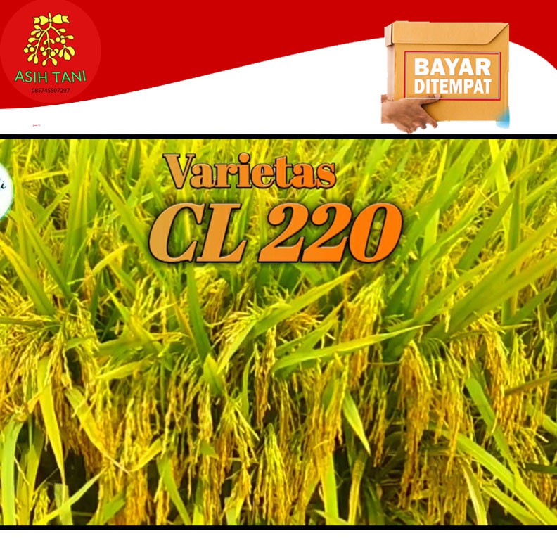 Benih Padi Unggul CL220 / CL284 Bibit Unggul 5kg