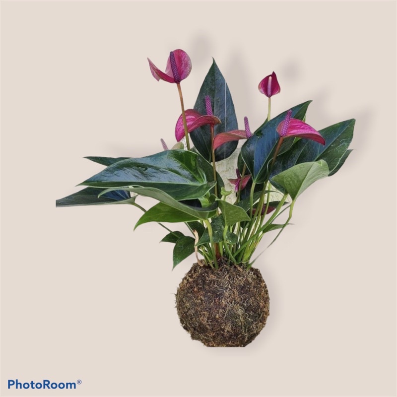 Tanaman hidup anthurium mickey mouse kokedema-tanaman hias hidup-bunga hidup-hiasan rumah-perlengkap