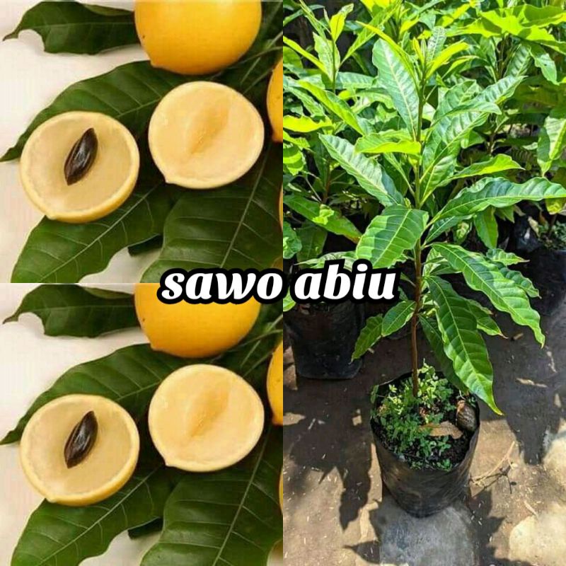 bibit sawo abiu (australia)