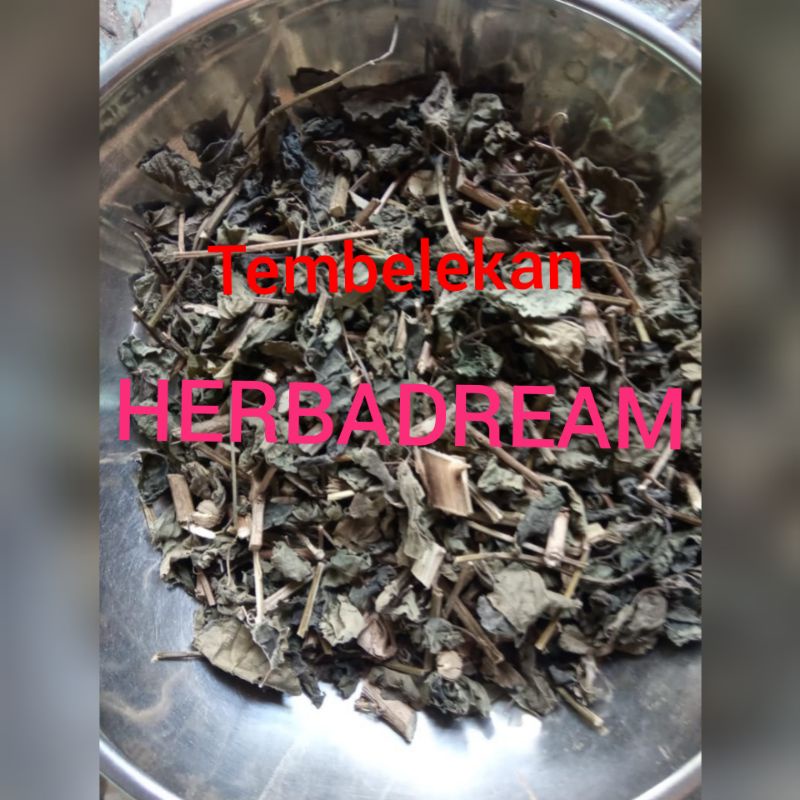 

50 GRAM TEMBELEKAN PATIWALA SALIARA LANTANA CAMARA TEMBELEK SALIRAYA SHURB VERBENA YELLOW SAGE MAINCO KERING