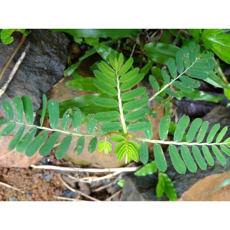 

Daun Batang akar Meniran segar, obat herbal