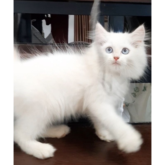 kucing ragdoll redpoint jantan