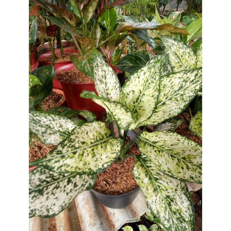 PROMO // Tanaman hias aglonema snow white-Tanaman hias-Aglonema snow white-PROMO snow white-AGLONEMA