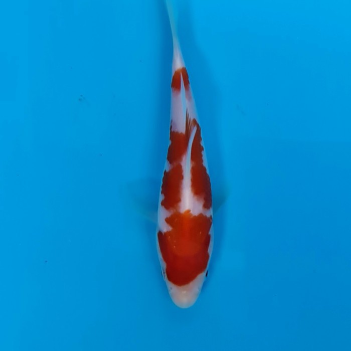KOI ikan koi import kohaku farm Maruyama 9