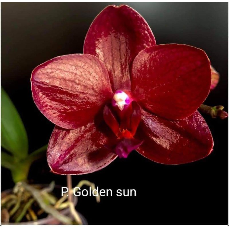 anggrek remaja bulan golden sun hybrid