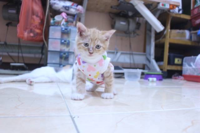 Kaos lope-lope model simple lucu untuk kucing dan anjing / baju kucing murah size S-XL