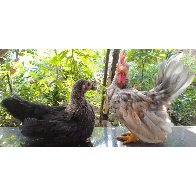 Kate Ceper Remaja - Ayam Kate Ceper