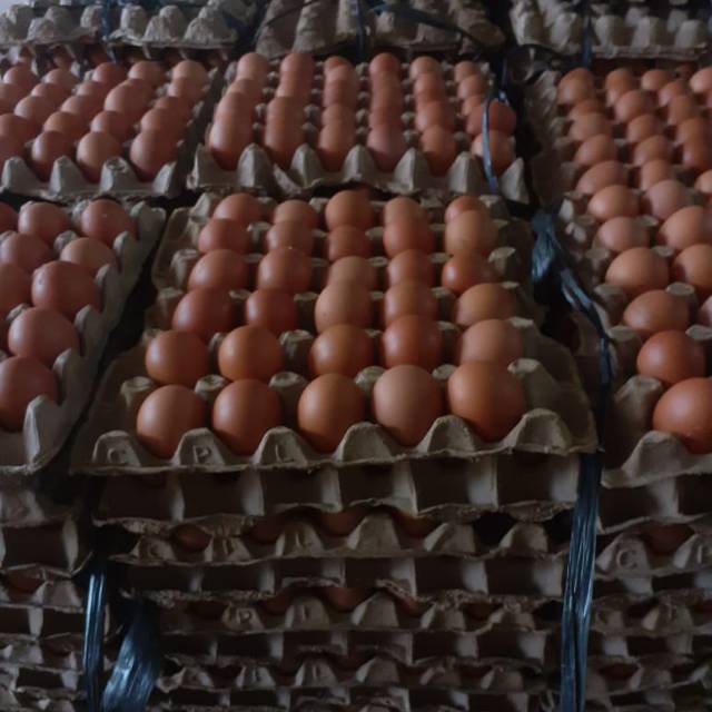 

Telur ayam negeri great a