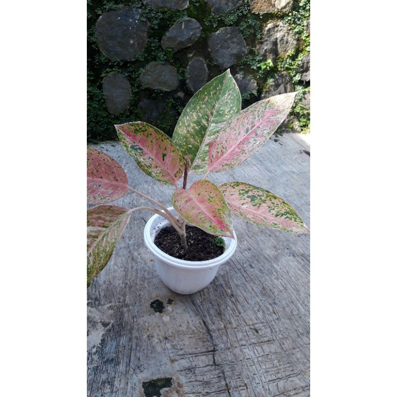 Aglonema Bigroy Merah Lulaiwan