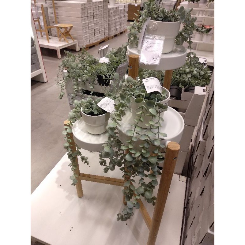 Jual IKEA SATSUMAS Stand Tanaman Indoor 78cm Shopee Indonesia