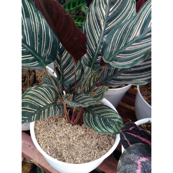 calathea ornata calathea batik