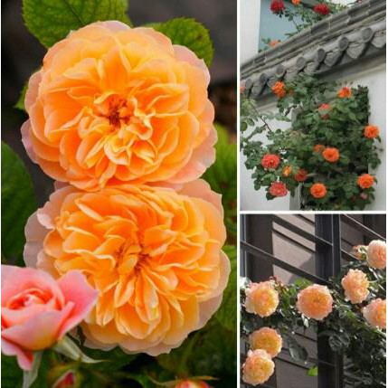 Biji Bunga  Mawar  Rambat  Orange Orange Climbing Rose Seeds 