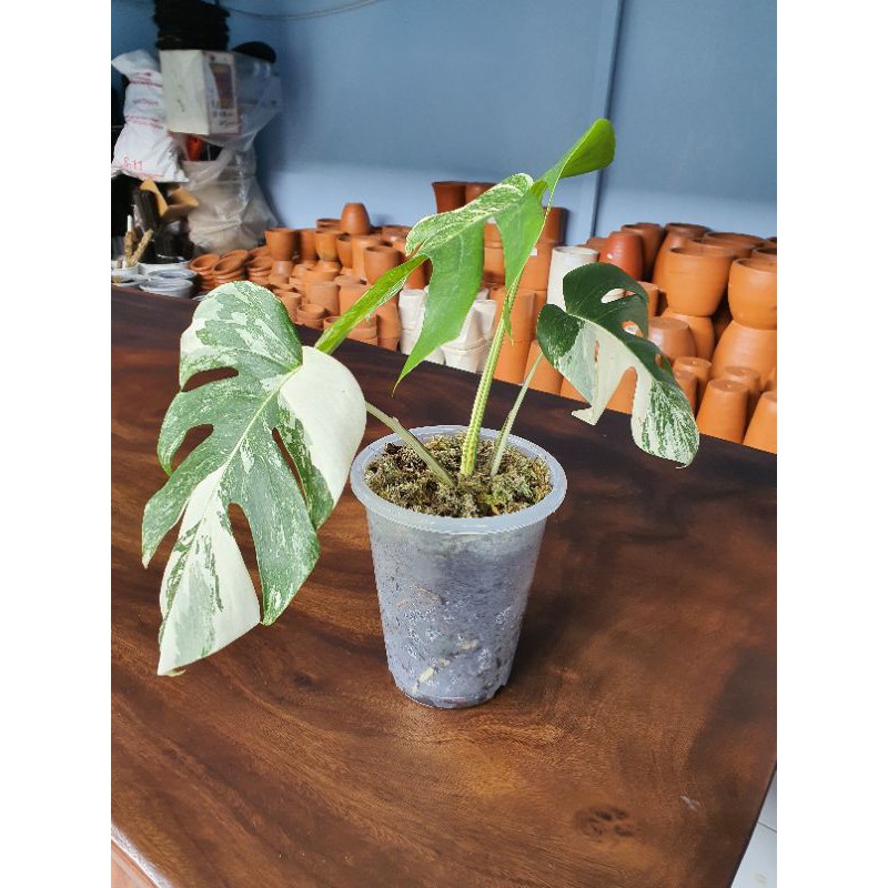 monstera variegata marble
