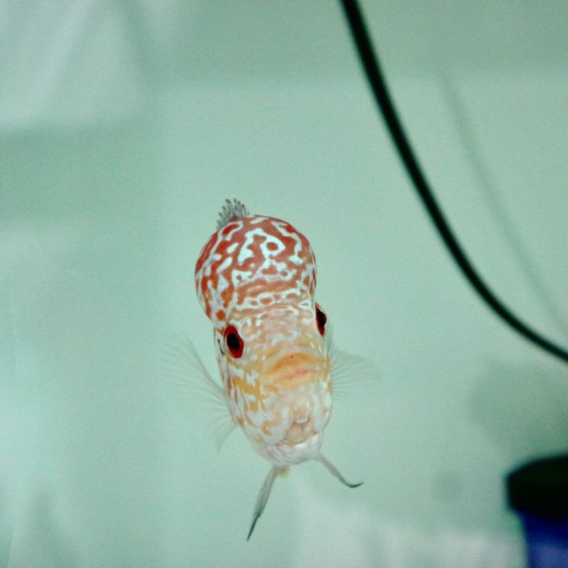 lohan indokamfa siap progres 7-9cm 100% jantan cilnong mata merah