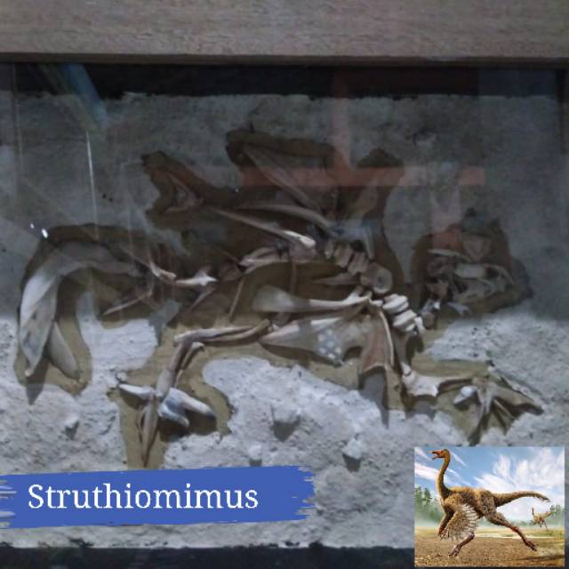 Hiasan dinding figura fosil hewan dinosaurus struthiomimus