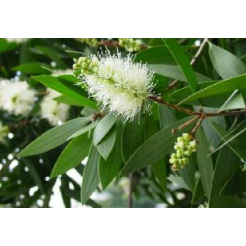 bibit tanaman kayu putih wangi