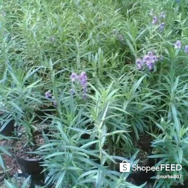 Tanaman lafender