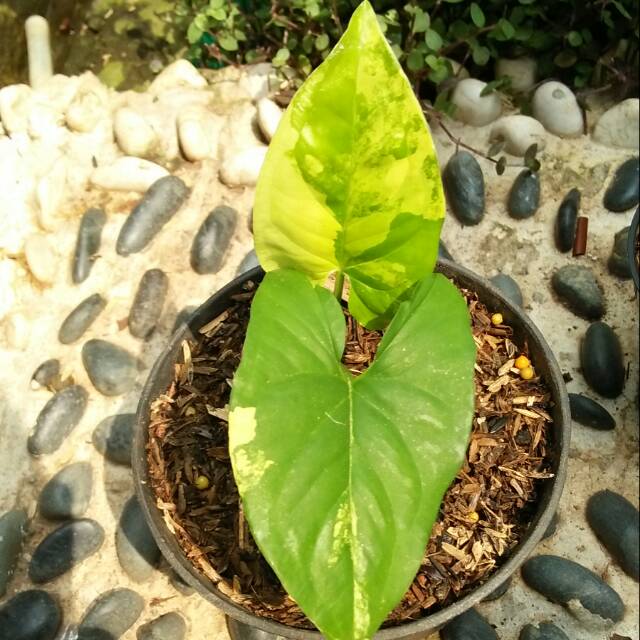 Syngonium varigata yellow