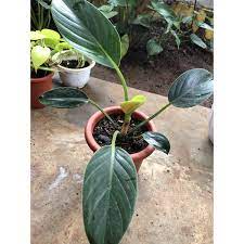 tanaman hias  philodendron puqii