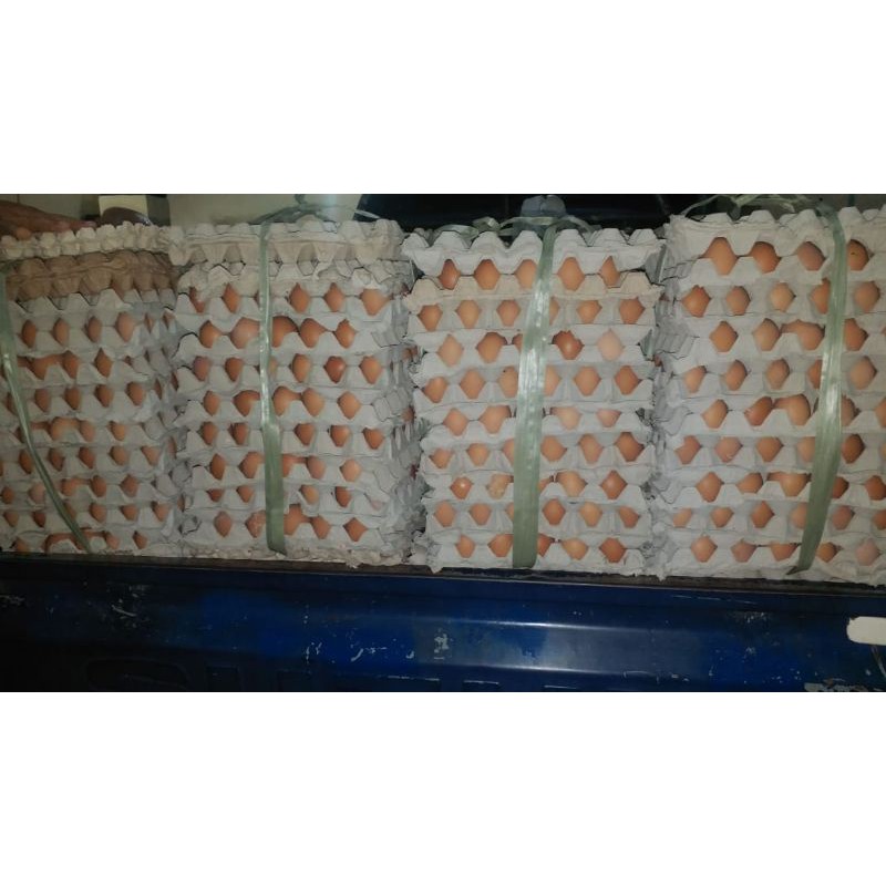 

TELUR EROPA BESAR MEDAN