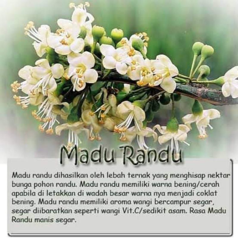 Madu murni madu Omah tawon Madu nektar bunga randu 1 Liter