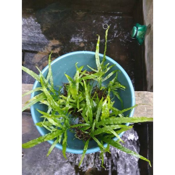 Kadaka Mini Trident / Microsorum Trident Mini beli 3 gratis 1 Tanaman aquascape aquarium