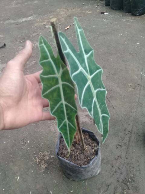 Keladi amazon..Alocasia amazonica