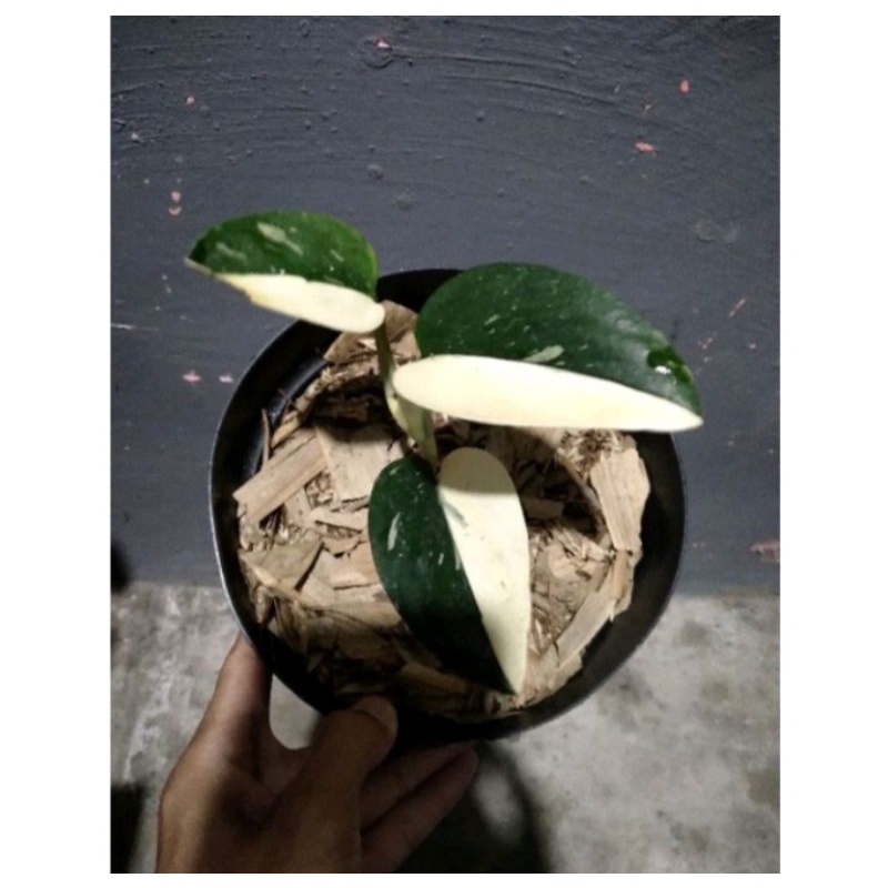 tanaman hias monstera standleyana varigata2daun3daun100%asli