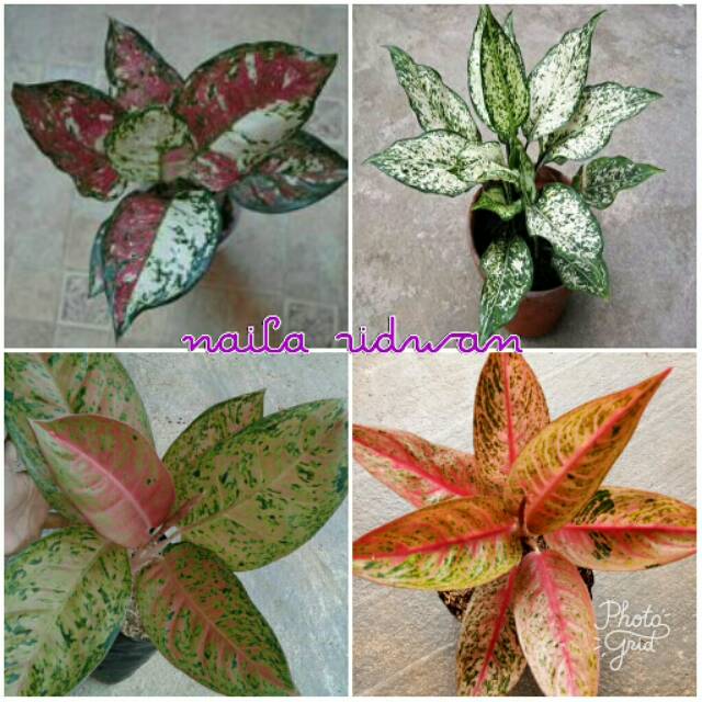 Bunga aglonema 4 jenis