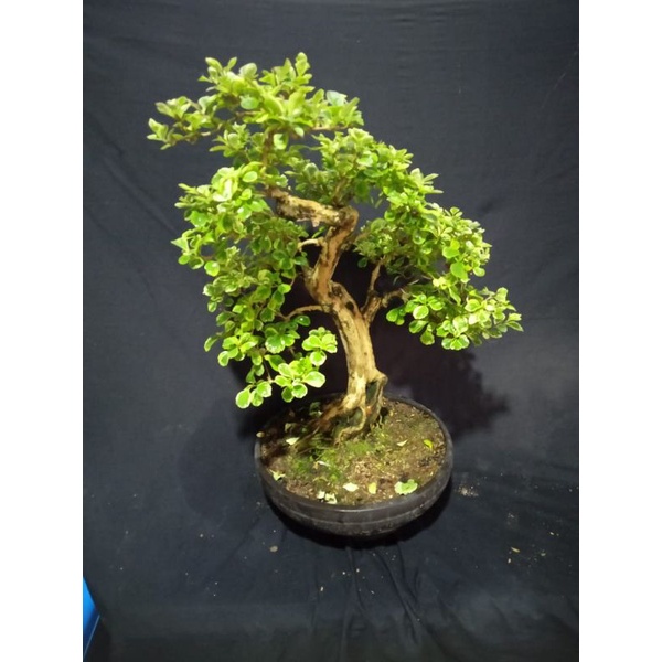 bonsai wareng (varigata.)