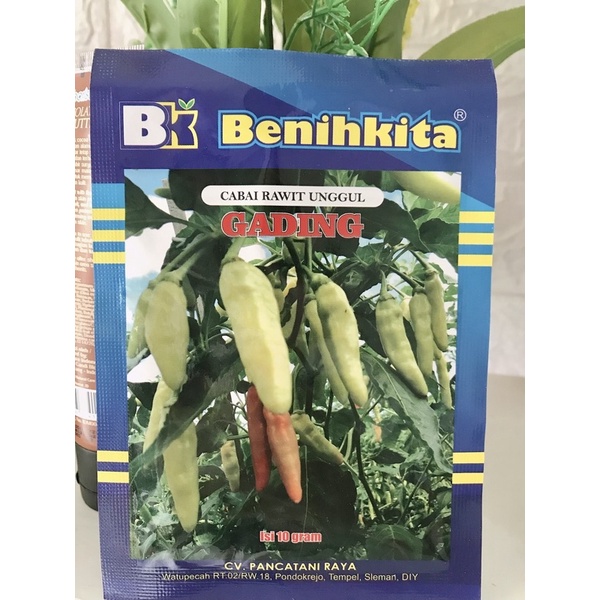 cabe rawit GADING