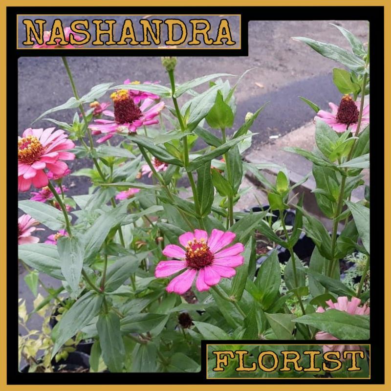 Tanaman Hias Bunga Zinnia / Bunga Kertas