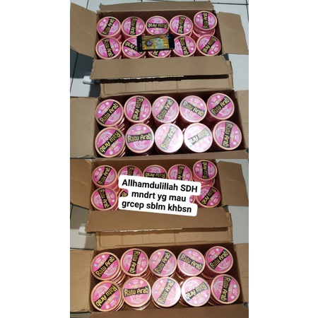 ratu Arab/bibit ratu Arab