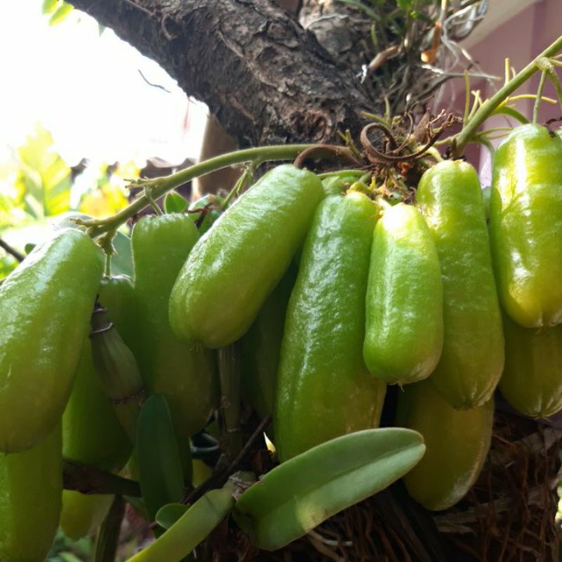 

Belimbing Wuluh 100 gram petik dadakan