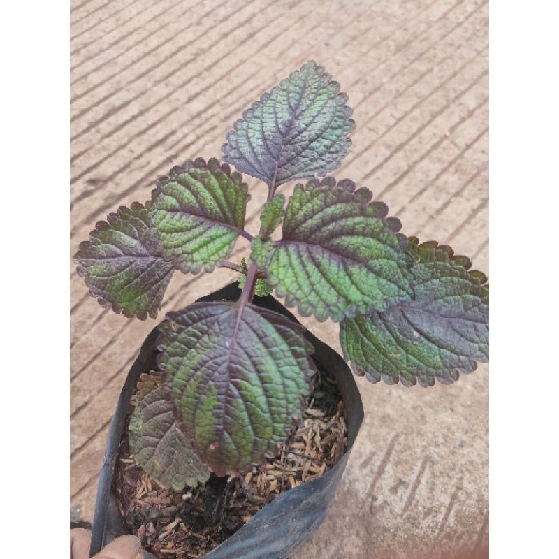tanaman miana - miana obat - miana kampung - tanaman hias miana - miana
