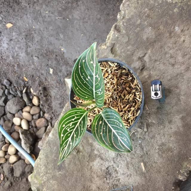 Aglonema siti Nurbaya / aglaonema siti nurbaya