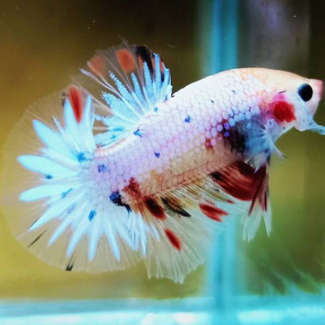 Cupang KOI